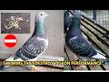 Worms in Racing Pigeons: Types, Symptoms & Where They Live