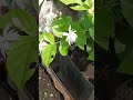 Mogra Ka Plant ️🫶 Gardening Garden Plants Mogra Fertilizer Jasmine Youtubeshorts