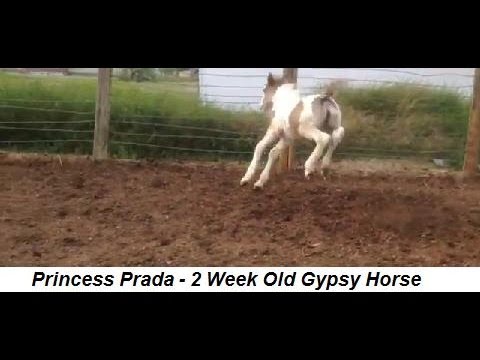 Princess Prada, Gypsy Horse Filly getting Frisky at 2 weeks old