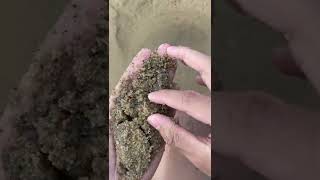 Finding Diamonds in Volcanic Sand #shorts #diamond