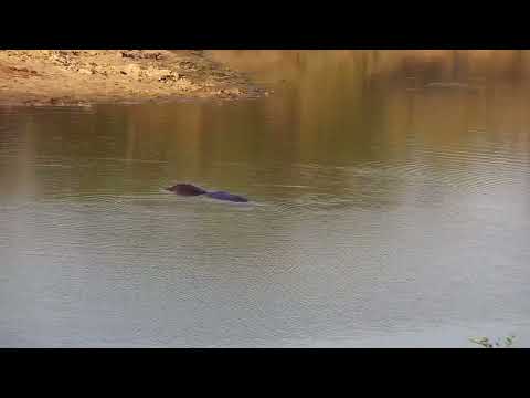 Djuma: Hippo getting active - 16:49 - 10/02/2022