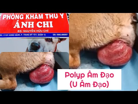 Polyp âm đạo( U âm đạo trên chó) l Bs: Hữu Chí 0982.88.66.67 