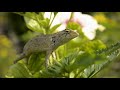 Nature Music Video Nature Music WhatsApp Status Video Relaxing Music Video Meditation Music Video