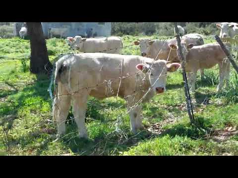 ALLAI. Mandria di bovini lungo il cammino attorno al lago Omodeo