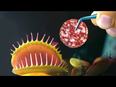 COSA SUCCEDE SE SI DA DEL SALAME A UNA PIANTA