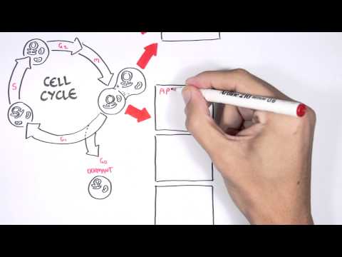 Cell fates - Division, Senescence and Death