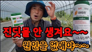 진작에! 진딧물 못살게 하는 방법, 진딧물 없애는 방법