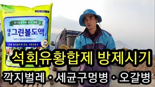 보르도액으로 복숭아 천공병,포도 노균병,복숭나무 오갈병 예방! Bordeaux liquid propertie…