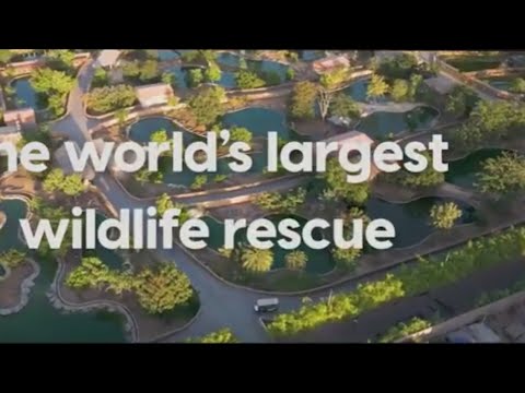 New Series on Animal Planet, "Vantara: Sanctuary Stories" - YouTube