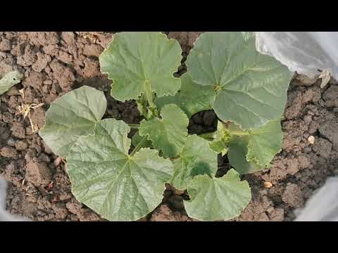 Диня Лукстар F1 (Lookstar F1) (Enza Zaden) #диня #дині