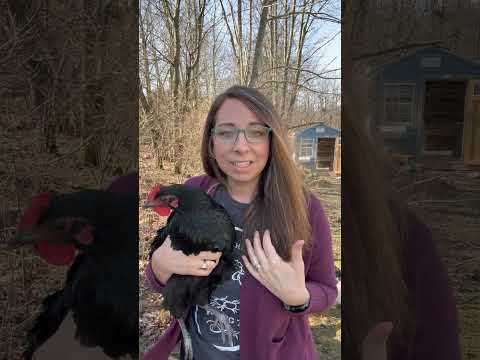 New To Chickens: Nutrition Edition!