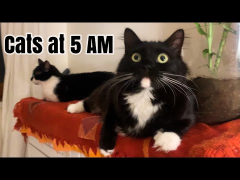 Cats at 5 AM | Uni & Nami are spoiled in the early morning