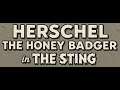 Hullabaloo Cartoons Presents Herschel The Honey Badger In The Sting Title Card