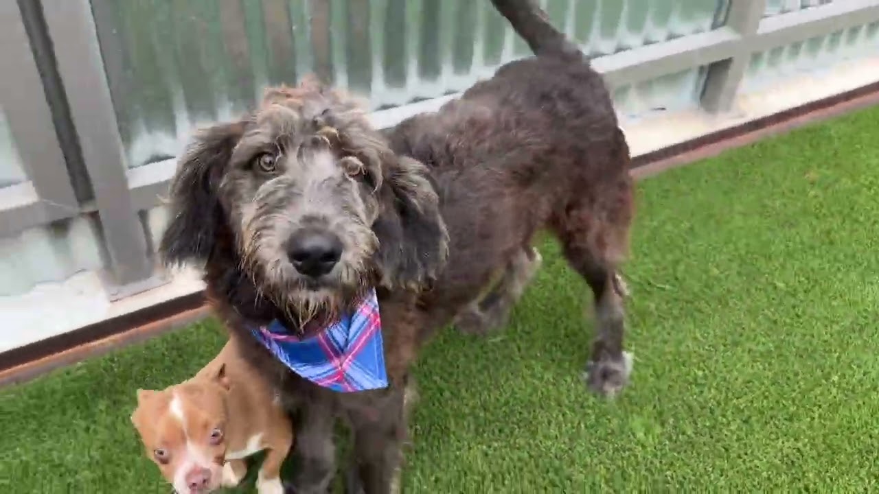Enlarge Finley - the most handsome boy! , a Adoptable Terrier in San Antonio, TX video 3/3