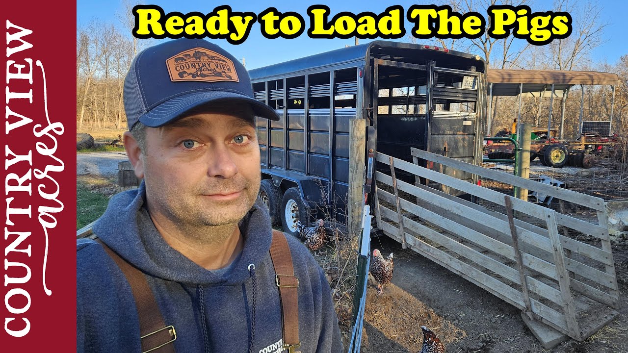 Setting up Trailer and Loading Chute   Pigs are leaving soon.  Continue Firewood Shed Cleanout