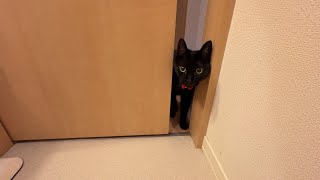 【黒猫】洗面所の扉を開けてると、、、
