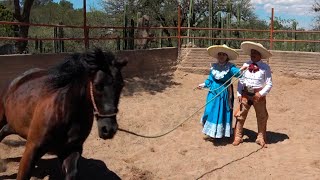 Consejos y ejercicios para Caballos