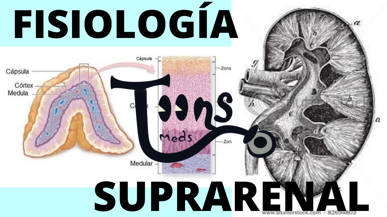 Fisiología: Glandula suprarrenal (Qué es, SIST. RENINA ANGIOTENSINA ALDOSTERONA, SECRECIÓN CORTISOL)