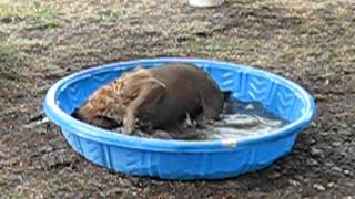 My Dog Barney Enjoying Water, Swimming Texas Heat Wave 2011