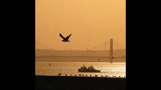 銚子港から見る夕日｜#銚子市 #ChoshiCity #銚子漁港 #shorts