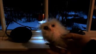 Sunday P-SB7 Spirit Box Session - Dark voice blocks the spirits