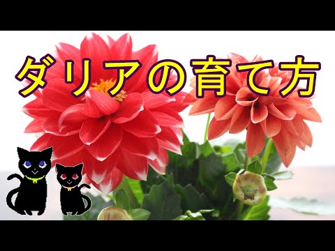 園芸 スカーレットダリア