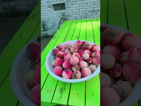 Cosecha de durazno en casa familia River Romero