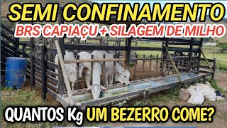 semi confinamento com capiaçu + protéico energético + silagem de milho / quantos kg come um bezerro?