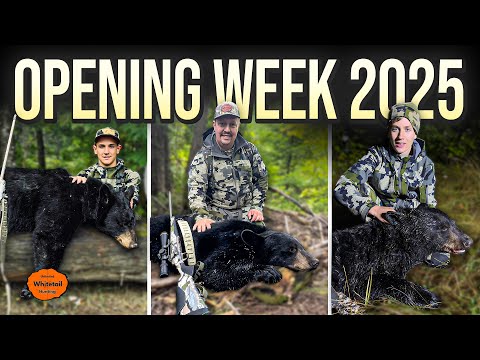 Black Bear Hunting in North Maine Woods w/ Crooked Tree Lodge