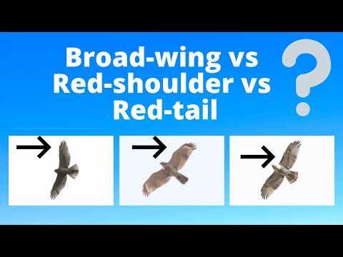 オオノスリの幼体 vs アカハシノスリ vs アカオノスリ - 猛禽類の識別