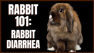 Rabbit 101: Rabbit Diarrhea