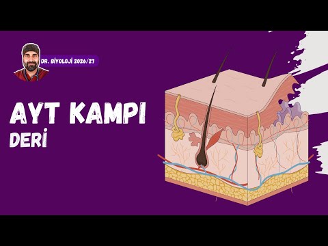 Duyu Organları Deri | Dr. Biyoloji | AYT Dönem 2026 - 2027