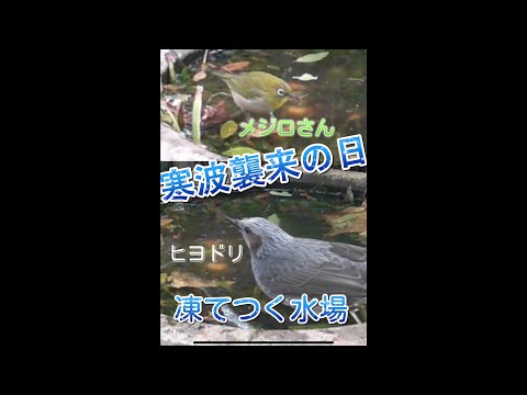 冬の鳥たち: 寒波をこうして生き抜く 自然と動物