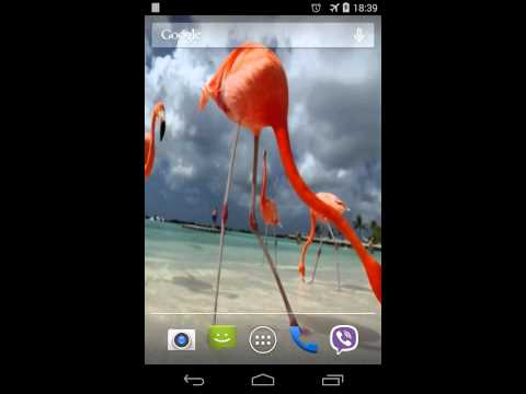 Flamingo Video Live Wallpaper