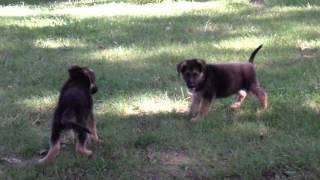 preview picture of video 'GO! GO! PUPPY POWER Loyal German Shepherds'