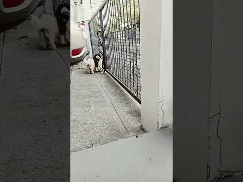 Subra Ka hyper #Mathilda #satisfying #dog #petlovers *#petlovers_pets