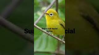 Download lagu kecial betina penambah birahi #kecialkuning  #kecialbetina mp3