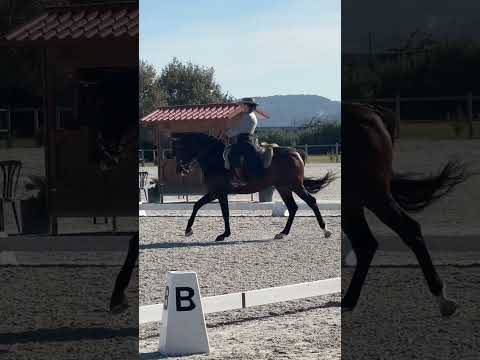 Working Equitation - Habil e Nicole - Dressage Test - Golega 2024
