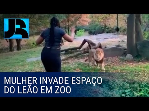 Mulher invade espaço do leão em zoológico dos EUA