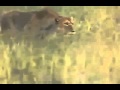 Lion Va Hyena Documentary