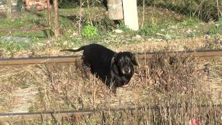 preview picture of video 'HUGO TRESPASSING RAILWAY LINE'