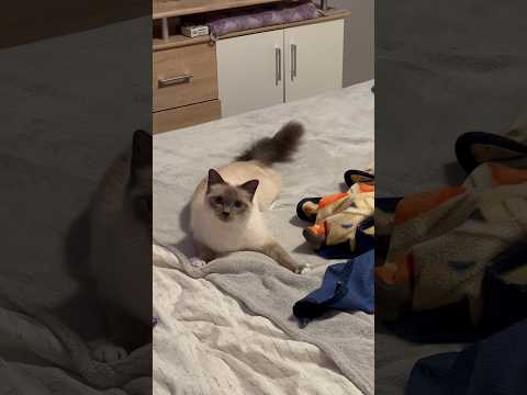 Heilige Birma Katze Blue Point in der Morgensonne #Shorts #Viral #Cats #Kitten #birman #Katze
