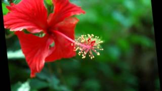 Secrets of Love - Al Jarreau