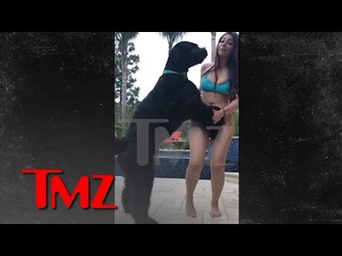 Instagram Model Fires Back in Dog Sexual Assault Suit, Blames Owner | TMZ