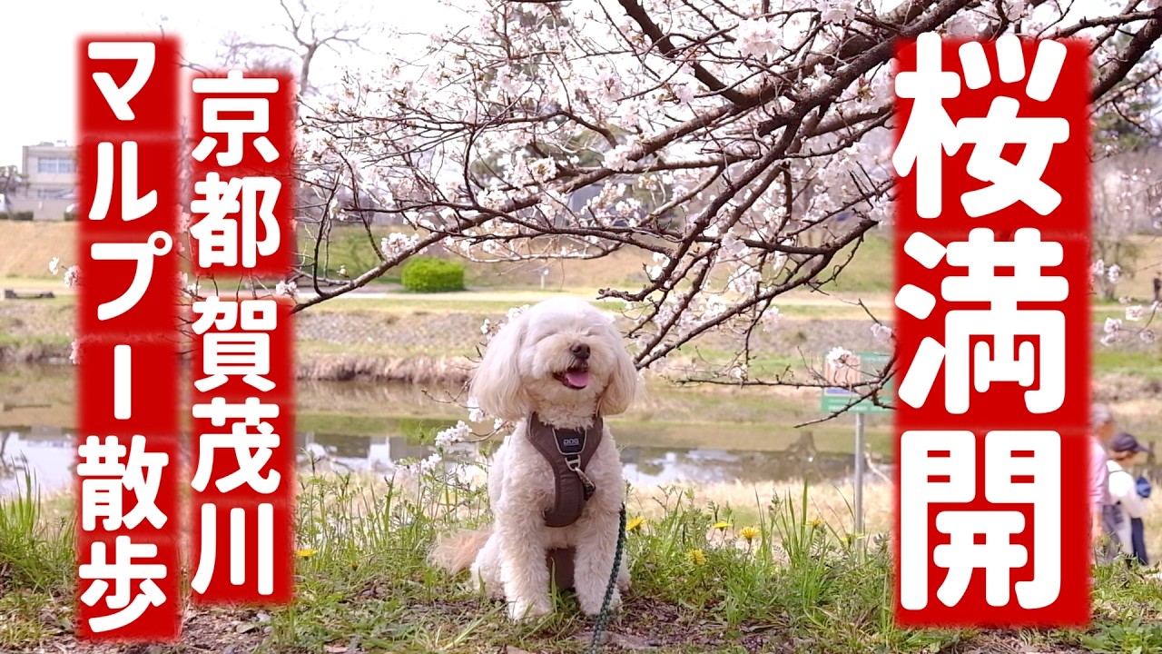 桜満開の京都。愛犬の笑顔が止まらない、やさしい春の日の賀茂川お花見さんぽ【2026/3/29】