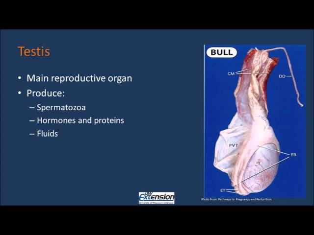 Video de pronunciación de ductus deferens en Inglés