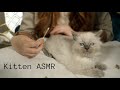 ASMR Kitten Cuddles Meet My New Ragdoll Babies Soft Spoken