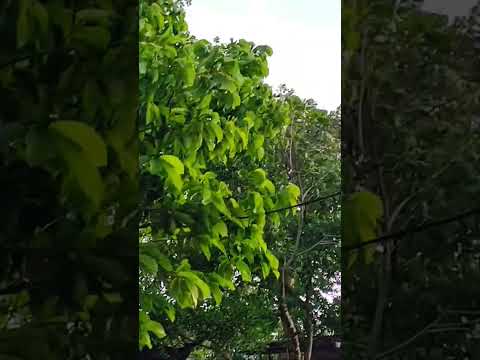 #suchitepéquez #funny deja tu 👍 suscribete ❤️