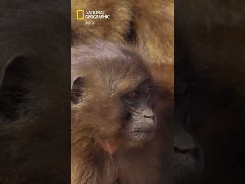 குரங்குகளிடையே அன்பை வளர்க்கும் குரூமிங் 🐒 #natgeo #GeladaMonkeys