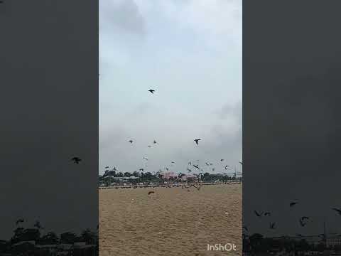 piegion 🕊️🕊️🤍🤍#,reels#trendingreels #nature##birds#beachvibes#piegion #rajiarts